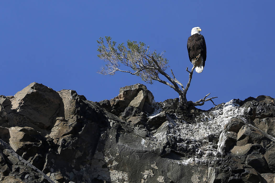 Andrea Cornejo/Las Vegas Review-Journal
A bald eagle perches on a small tree in Lake Mead National Recreation Area on Jan. 17. Teams set out at dawn to survey the local bald eagle population as pa ...
