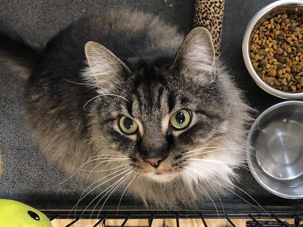 Boulder City Animal Shelter
Mr. Fluff came to the animal shelter when his owner died. He is well-behaved, neutered, vaccinated and extremely affectionate. For more information, call the Boulder Ci ...
