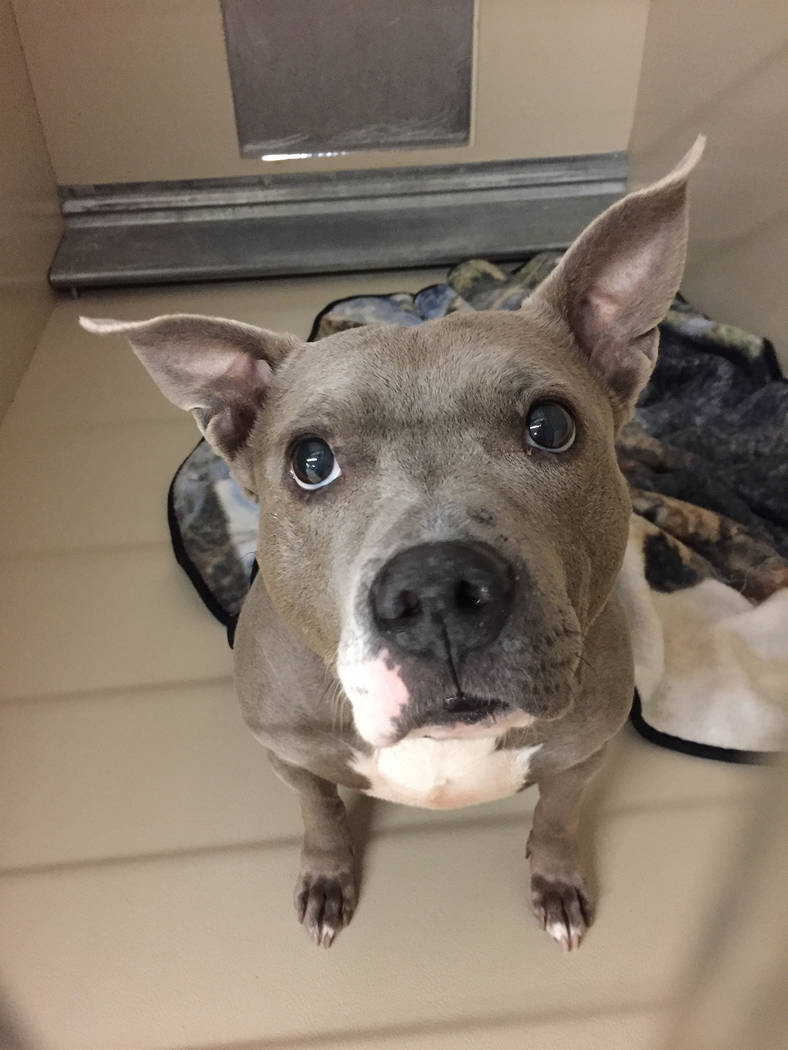 Boulder City Animal Shelter
Betsy is an adult, spayed female pit bull in need of a forever home. She is housebroken, loves people and seems to get along well with most dogs and cats. For more info ...