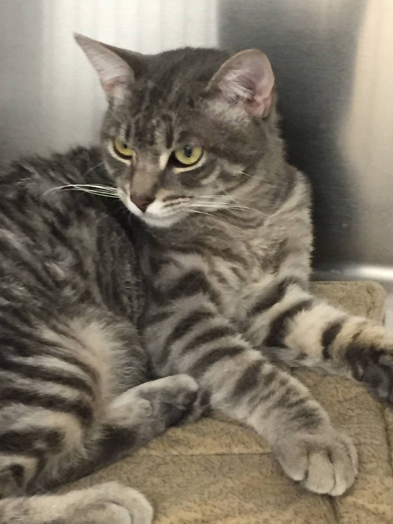 Boulder City Animal Shelter
Otto is an 8-month-old gray Tabby kitten. He is neutered, vaccinated and affectionate. For more information on this pet, call the Boulder City Animal Shelter at 702-293 ...
