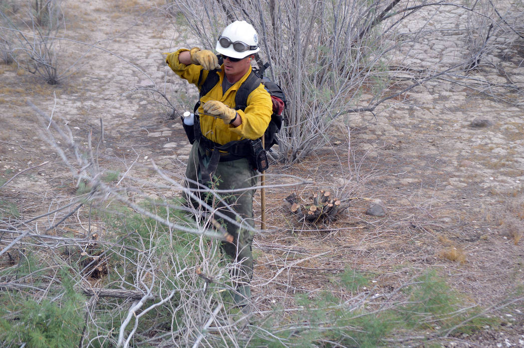 Celia Shortt Goodyear/Boulder City Review
Kevin Alhers clears some brush during a practice fire scenario at Lake Mead National Recreation Area.