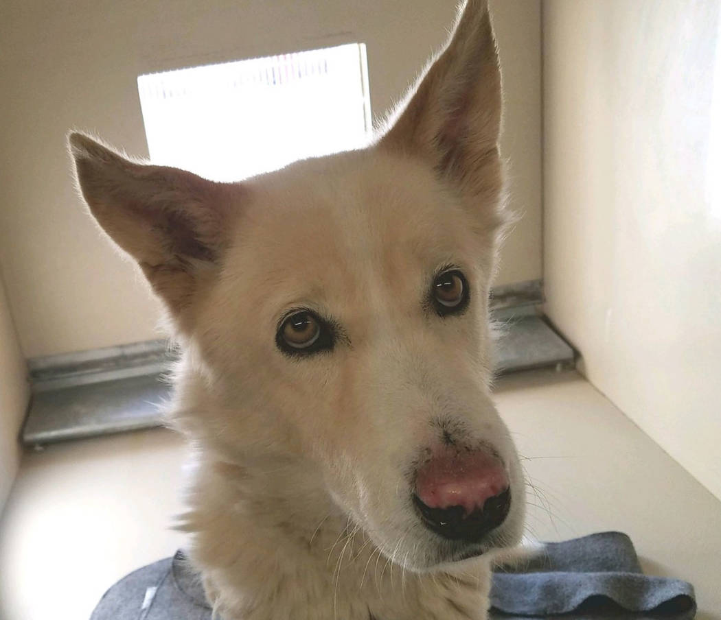 Boulder City Animal Shelter
Jonny is a shepherd who loves people and has shown no aggression to other dogs. Jonny is 2 years old, neutered and current on his vaccines. For more information, call t ...