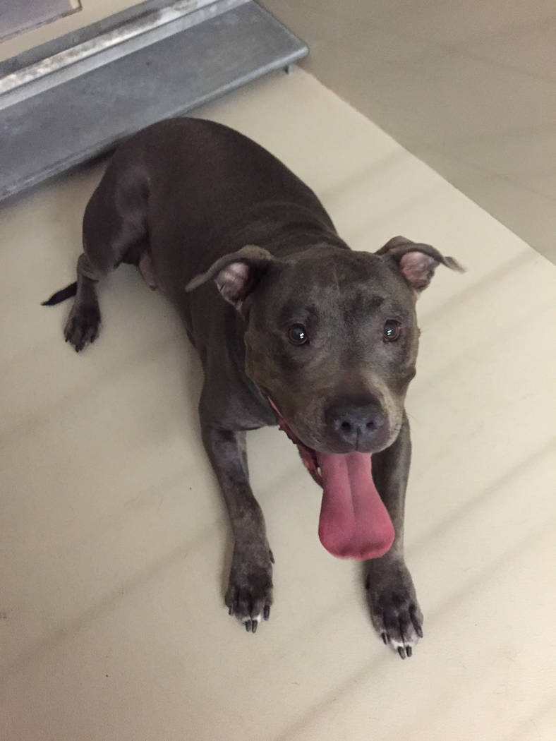 Boulder City Animal Shelter
Shadow is a 3-year-old blue nose pit bull. Shadow is spayed, current on her vaccines and housebroken. She is good with children and was raised with small dogs. For more ...