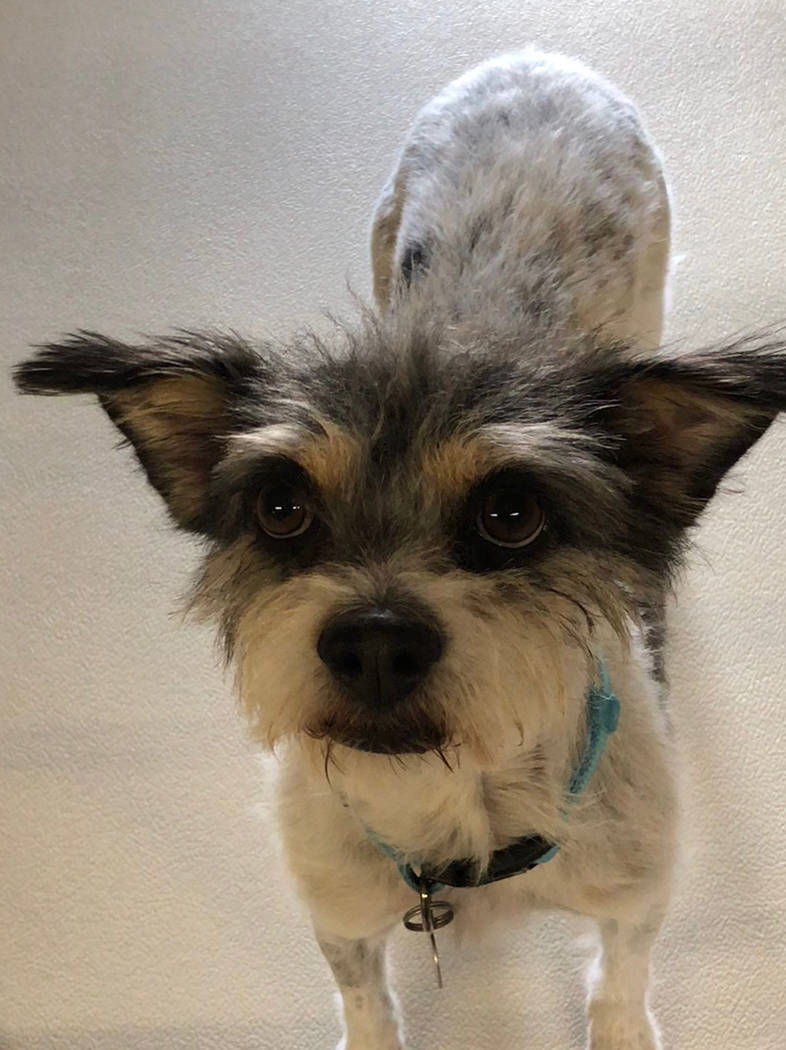 Boulder City Animal Shelter
Nipton is a small terrier mix. He has been neutered and vaccinated. Nipton loves adults and children, but does not enjoy the company of cats. For more information, call ...