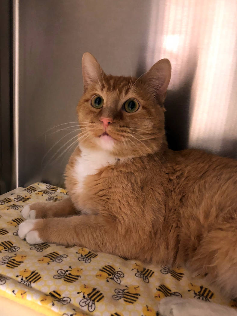 Boulder City Animal Shelter
Seti is a 5-year-old sweetheart who came to the shelter when his owner passed away. Seti is neutered, vaccinated and has lived peacefully with other cats. For more info ...