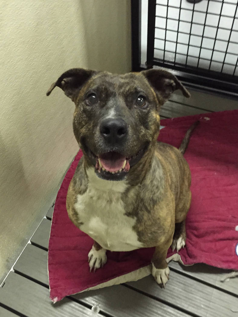 Boulder City Animal Shelter
Tia is a 10-year-old female, spayed pit bull mix still in need of a forever home. She does not enjoy the company of other animals, but loves people. Tia has been at the ...