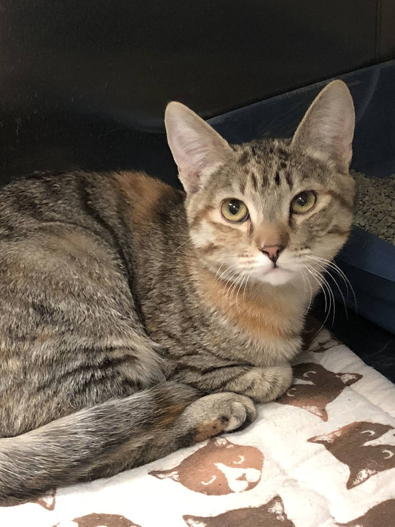 Boulder City Animal Shelter
The Boulder City Animal Shelter has six 5-month-old kittens in need of forever homes. All of the kittens have been spayed or neutered and vaccinated. Call the shelter a ...