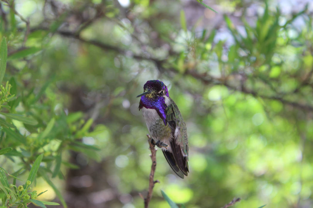 Deborah Wall
The Arizona-Sonora Desert Museum is not only an arboretum but a world-class zoo. One popular place is the hummingbird aviary where it’s possible to see eight species of these f ...