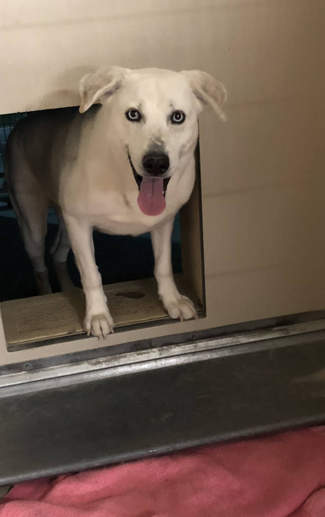 Boulder City Animal Shelter
Charlie was found in the desert in November and has not been claimed by his owner. He is timid, but very sweet. Charlie is young, housetrained and will go to his new ho ...