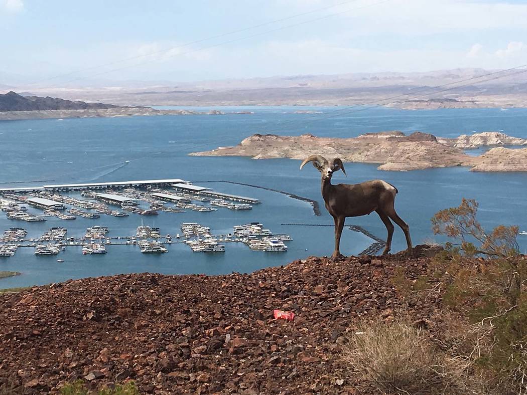Rob Hemmen
From August: While walking the Historic Railroad Trail, Rob Hemmen and his family from Anchorage, Alaska, encountered a bighorn sheep and had a "20-minute staring contest" before they c ...