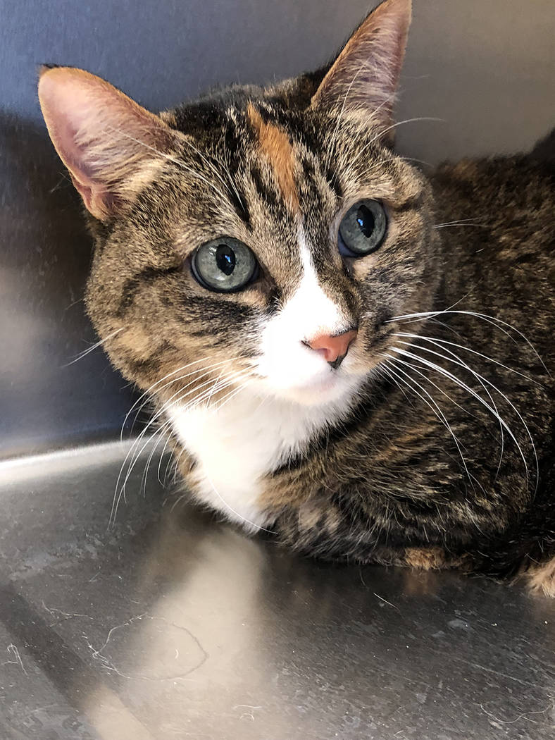 Boulder City Animal Shelter
Miss Pig came to the shelter as an owner surrender. She is 18 months old, spayed and declawed on her front paws. For more information, call the Boulder City Animal Shel ...
