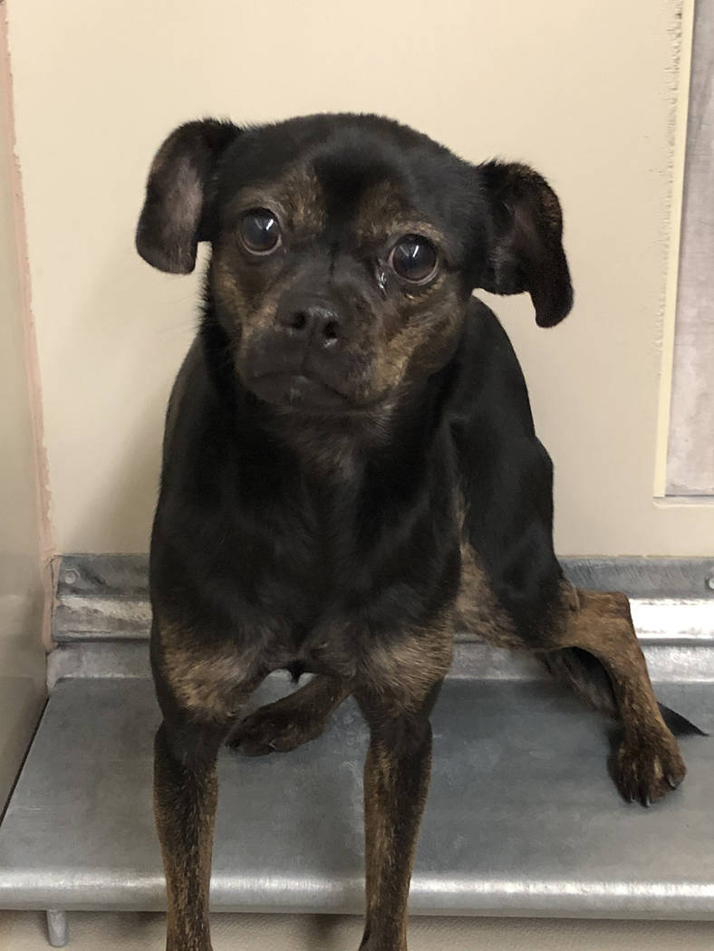 Boulder City Animal Shelter
Ebony came to the shelter as a stray and was never claimed. She is approximately 2 years old, sweet and extremely shy. Ebony will go to her new home spayed and vaccinat ...