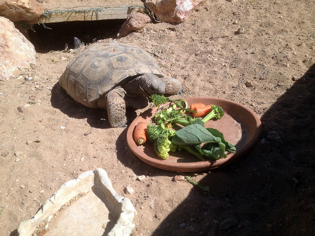 Photo courtesy Sara Carroll
Daisy eats a breakfast of carrots and greens in her habitat at King Elementary School. The tortoise has been living at the elementary school since it opened in 1991.