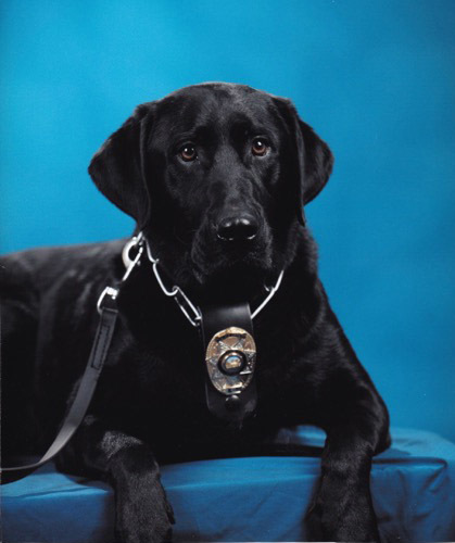Courtesy photo
Boulder City Police Department's only K-9 officer, Charlie, a black Labrador, retired Nov. 21 because of health issues. He was training in narcotics detection and been instrumental  ...