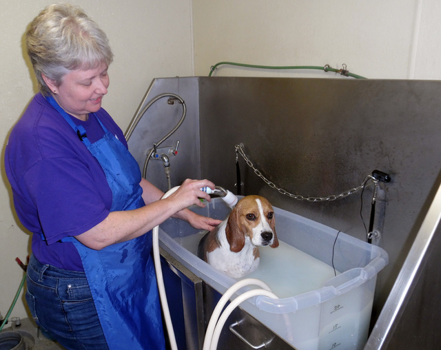 Hunter Terry/Boulder City Review
Pearl Johnstone uses Professional Pet Room and Groom's newest service, a therapeutic microbubble bath, ideal for dogs with skin conditions.
