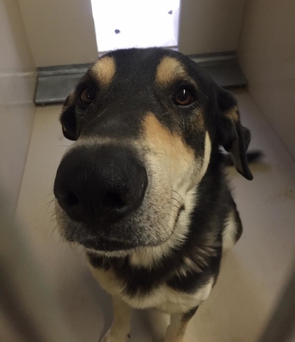 George is a 3-year-old German Shepherd mix who loves humans but does not enjoy the company of other dogs. He goes to his new home neutered, vaccinated and microchipped. For more information on thi ...