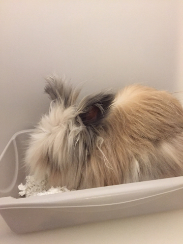 Photo courtesy Boulder City Animal Shelter
Romeo is a 4-year-old Lionhead rabbit. He is neutered and litter box trained. For more information, call the Boulder City Animal Shelter at 702-293-9283.