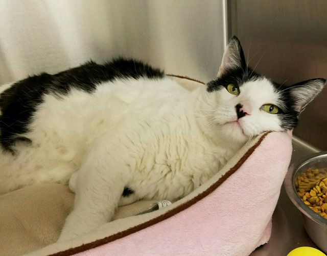 Photo courtesy Boulder City Animal Shelter
Toby is a large, neutered male cat that needs a new home. He is affectionate, loves to cuddle and is good with other animals. For more information, call  ...