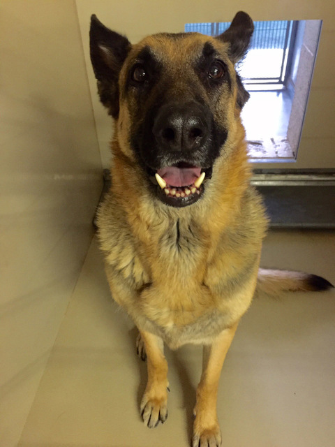 Photo courtesy Boulder City Animal Shelter
Samantha is a 6-year-old spayed female German Shepherd. Samantha loves people and children, but does not play well with other dogs or cats. For more info ...