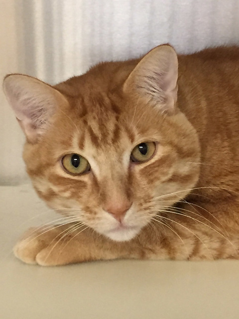Photo courtesy Boulder City Animal Shelter
Romeo is a young adult male orange Tabby that has been living at the shelter since August. He is neutered and vaccinated. Romeo would like to start 2017  ...