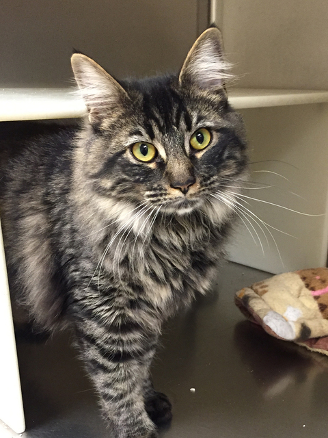 Photo courtesy Boulder City Animal Shelter
Mishka is a female Maine Coon mix that was left on the bench outside the animal shelter. She is approximately 5 months old and has been recently spayed.  ...