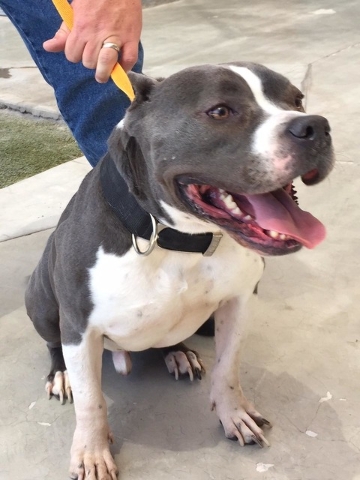 Hank is a 3-year-old pit bull that was abandoned overnight at the shelter and is now up for adoption. He is neutered and microchipped. For more information on this dog or any other animal availabl ...