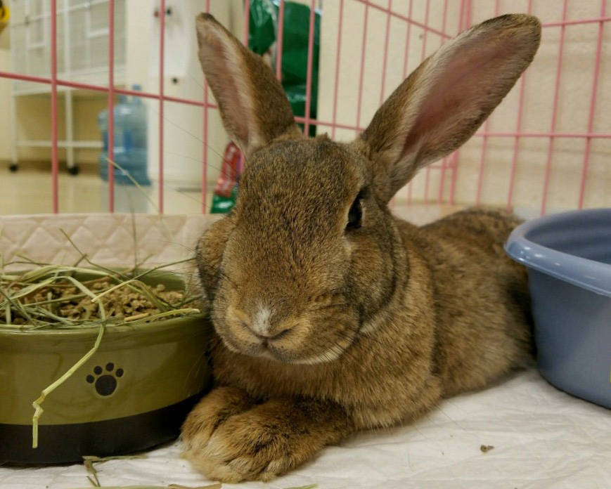 Photo courtesy Boulder City Animal Shelter
Bonnie was brought to the shelter as a stray and is now looking for a new home. She is litter box trained and loves to be held. For more information on t ...
