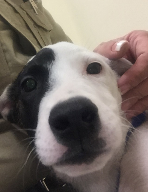 Photo courtesy Boulder City Animal Shelter
Biscuit is a female mixed-breed puppy, approximately 10 weeks old. She came to the shelter as a stray and was never claimed. For more information on this ...