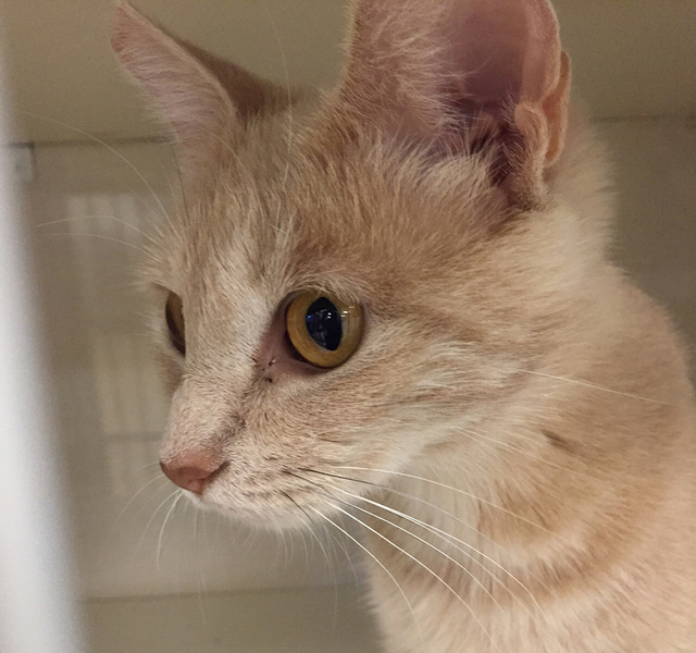 Photo courtesy Boulder City Animal Shelter
Adele is a petite young domestic short hair with a bobbed tail. She came to the shelter with a litter of kittens and is now spayed, vaccinated and ready  ...
