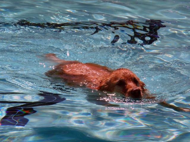 Hunter Terry/Boulder City Review
The second annual Soggy Doggy pool party was held at the Boulder City Pool on Saturday as more than two dozen dogs were brought out to enjoy the water before the p ...