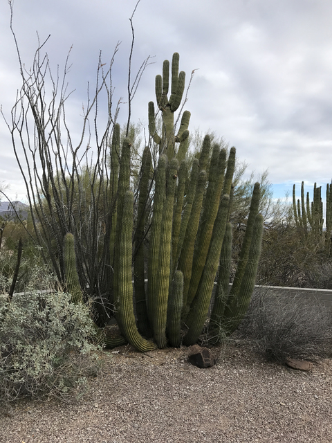 Photo courtesy Deborah Wall
Organ pipe cactus grow alongside giant saguaro and ocotillo in Organ Pipe Cactus National Monument in Arizona.