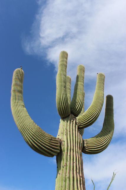 Photo courtesy Deborah Wall
Organ Pipe Cactus National Monument in Arizona is home to 28 cactus species including the giant saguaro.