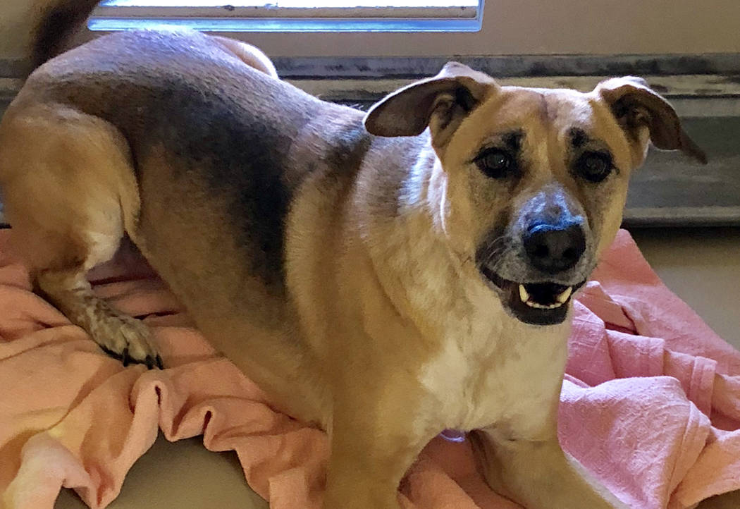 Boulder City Animal Shelter
Sheena is a 4-year-old Shepherd mix in need of a family who will play with her. Sheena is spayed, vaccinated and housebroken. For more information, call the Boulder Cit ...