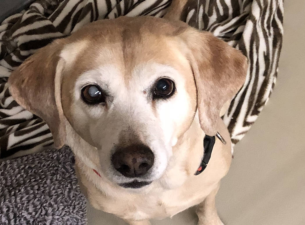 Boulder City Animal Shelter
Belle came to the shelter as a stray and was never claimed. She is believed to be a 6-7 years old yellow Labrador mix, spayed and housebroken. Belle loves everything an ...