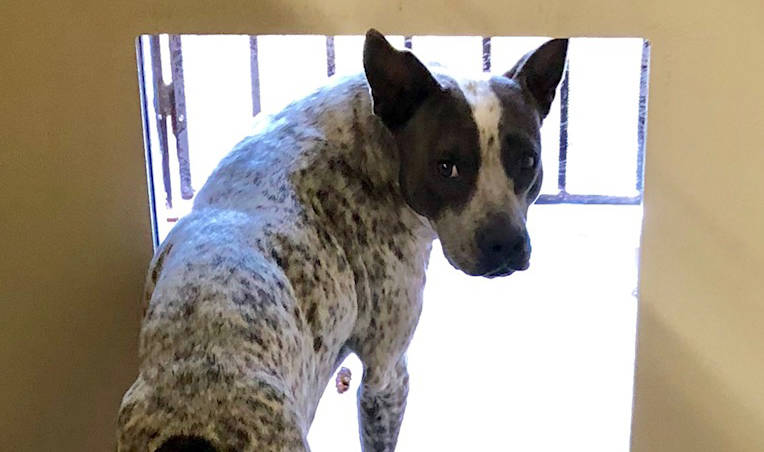 Boulder City Animal Shelter
Little Girl is a 2-year-old Australian cattle dog. She is spayed, vaccinated, housetrained, great with other dogs and loves children. For more information on this dog,  ...