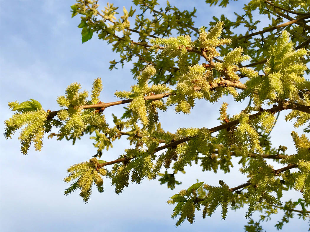 Norma Vally
Mullberry trees produce pollen that create breathing problems for those with allergies.