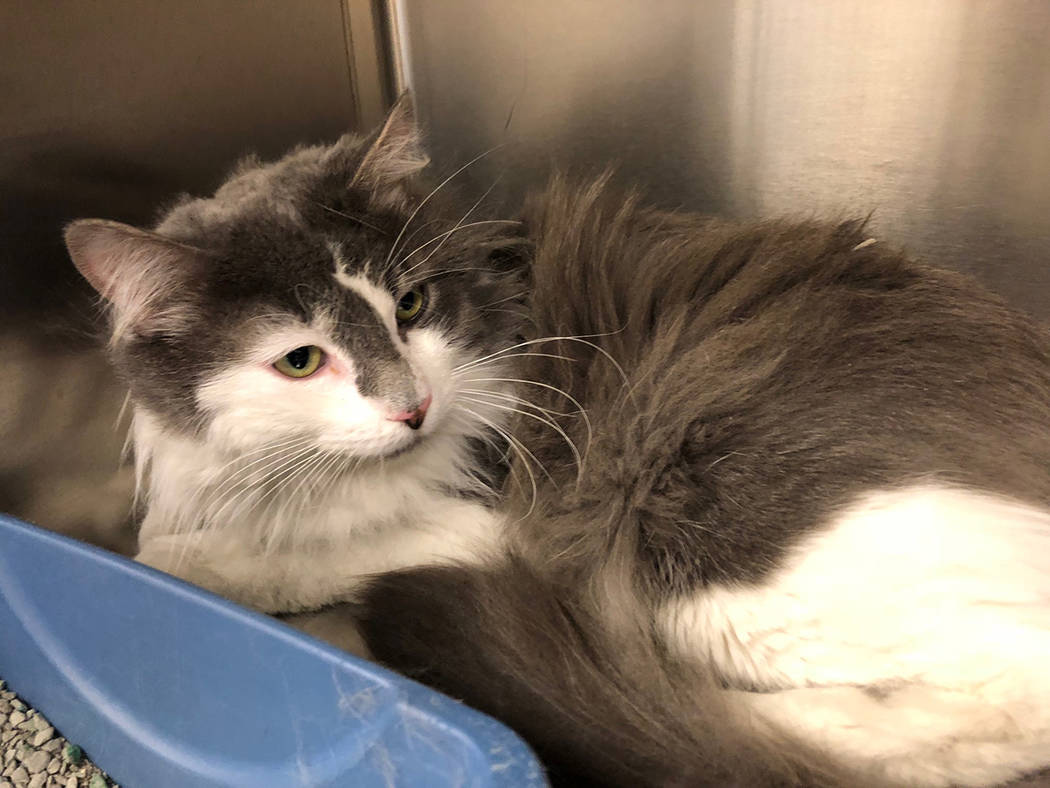 Boulder City Animal Shelter
Benny is a sweet 3-year-old male cat in need of a lot of love. Benny has been neutered and is fully vaccinated. For more information on Benny, call the Boulder City Ani ...