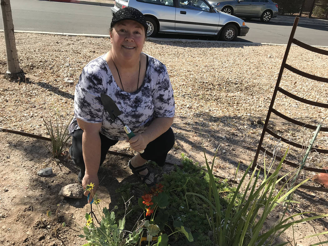 Hali Bernstein Saylor/Boulder City Review Cheryl Waites gets ready to mark Earth Day on Saturday by planting new plants and sprucing up the gardens at Teddy Fenton Memorial Park Reflections Center.
