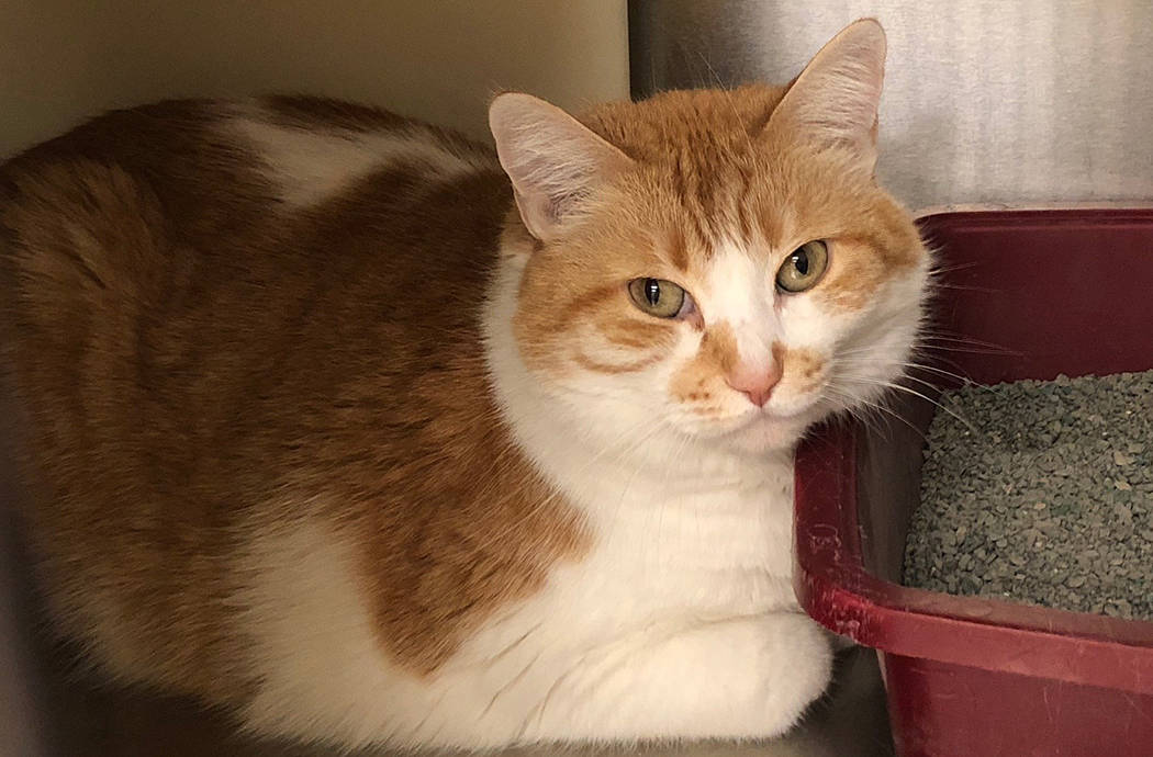 Boulder City Animal Shelter Ginger came to the shelter as an orphan when her human died. She is 10 years old, spayed and extremely clean. Ginger loves the company of humans, but is scared of dogs. ...
