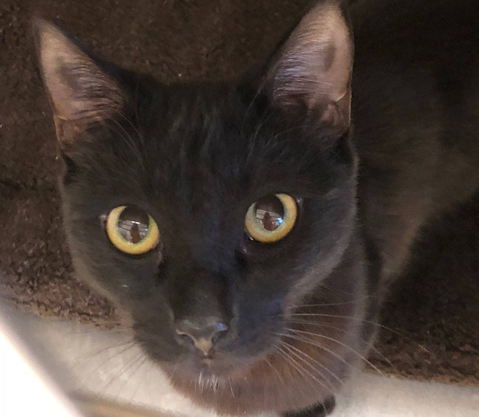 Boulder City Animal Shelter Bandit is a 1-year-old neutered male cat in need of a new home. Bandit is clean, loving, affectionate and has been vaccinated. For more information, call the Boulder Ci ...