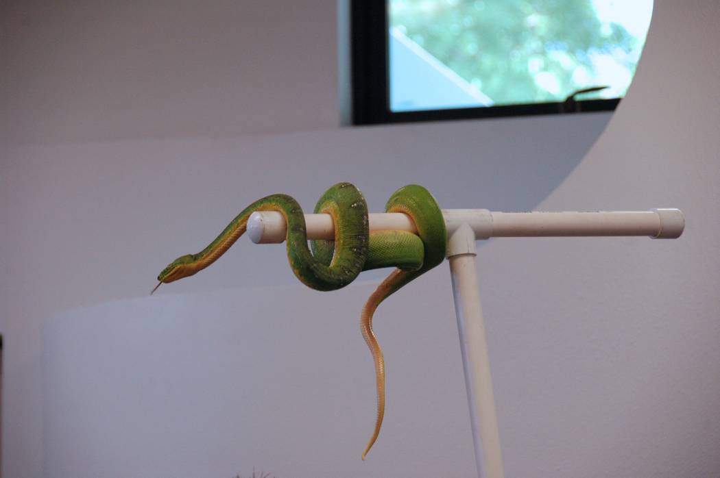 Jayme Sileo/Boulder City Review Esmeralda the green tree snake wrapped herself around her 7-foot perch during a program presented by the Southern Nevada Water Authority's laboratory scientist Chuc ...