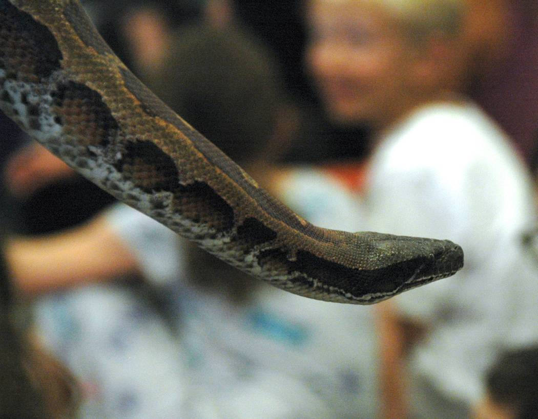 Jayme Sileo/Boulder City Review The Sumatran blood python tours the Boulder City Library community room during the summer reading program kick off Tuesday morning.