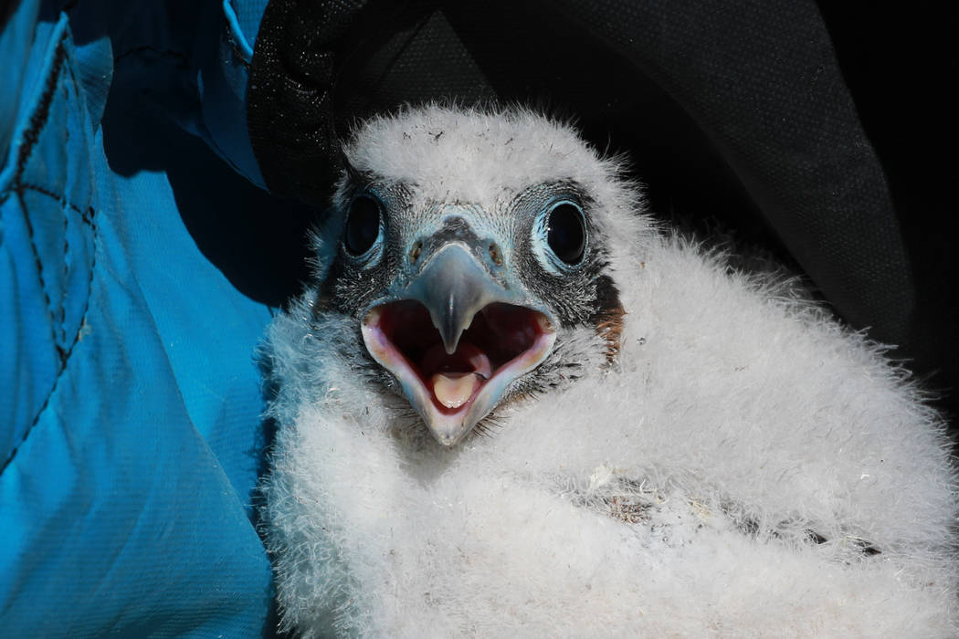 How Minnesota's peregrine falcons returned to the cliffs after local  extinction - Bring Me The News