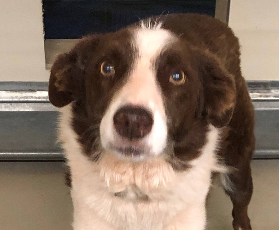 Boulder City Animal Shelter Elliot is a 3-year-old border collie who loves to play fetch with toys. Elliot is neutered, housetrained and well-mannered. For more information, call the Boulder City ...