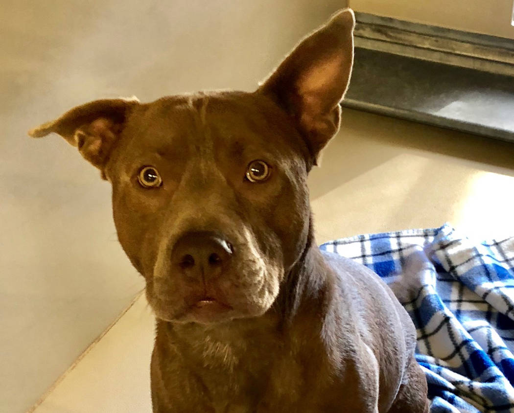 Boulder City Animal Shelter This gentle guy is awaiting his forever home. Astro is 2½ years old, neutered, vaccinated and housebroken. He loves children and is accustomed to living with small ...