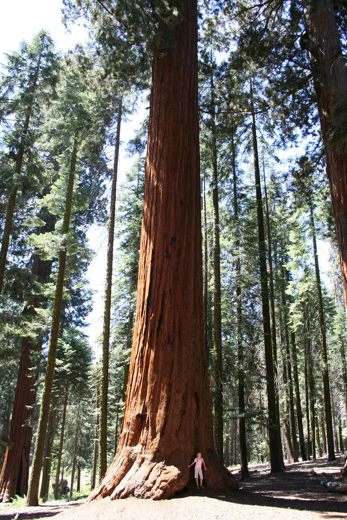 Deborah Wall Some giant sequoia trees in Sequoia and Kings Canyon National Parks, California, are as tall as a 26-story building and more than 1,800 years old.