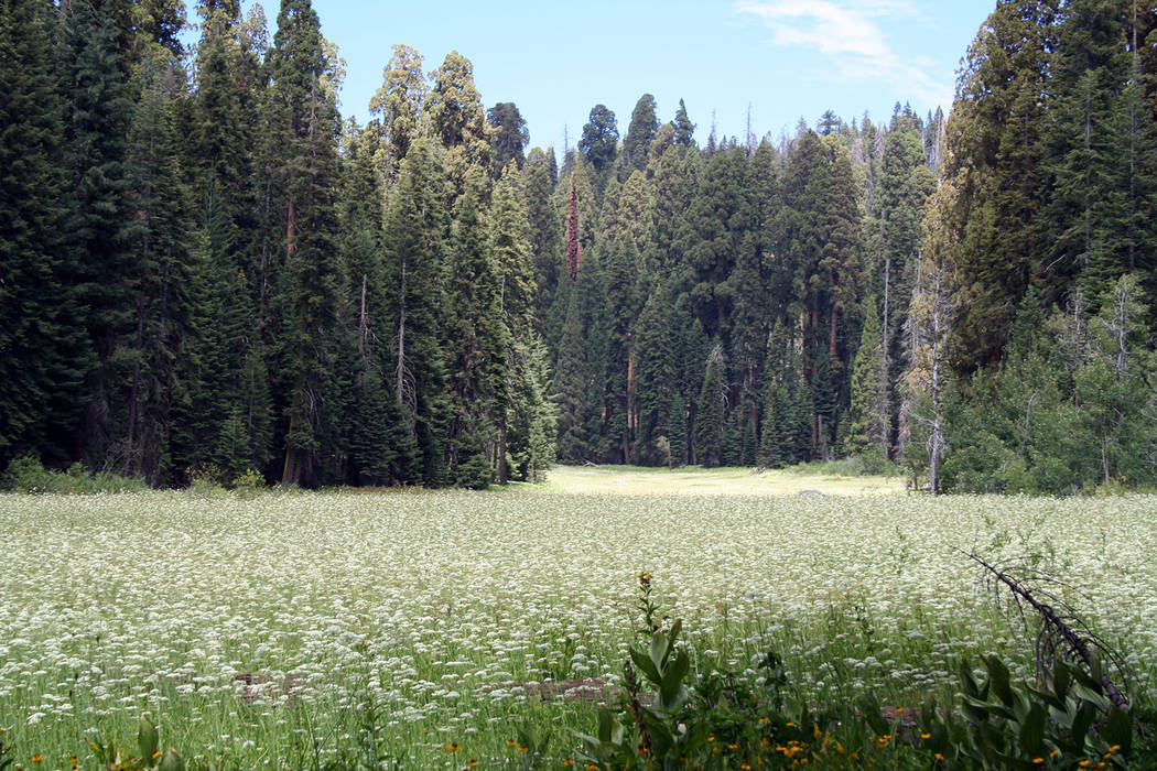 Deborah Wall Crescent Meadow in Sequoia National Park is often carpeted with wildflowers in summer. John Muir coined the nickname of this meadow “The Gem of the Sierra.”