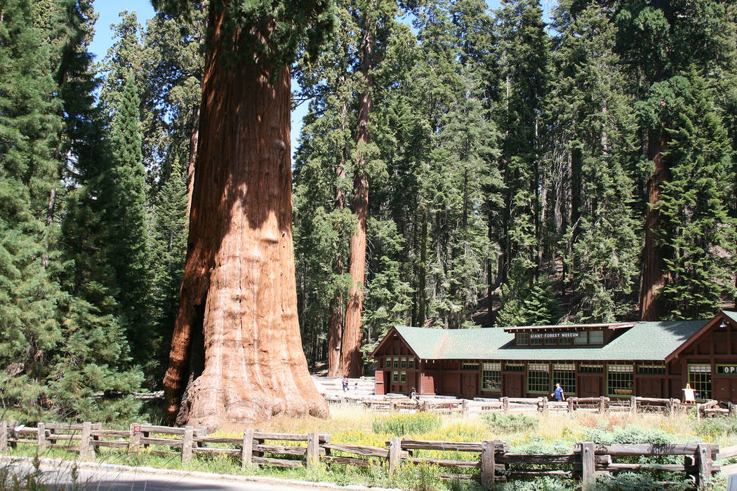 Deborah Wall A giant sequoia tree dwarfs the Giant Forest Museum in Sequoia National Park, California.