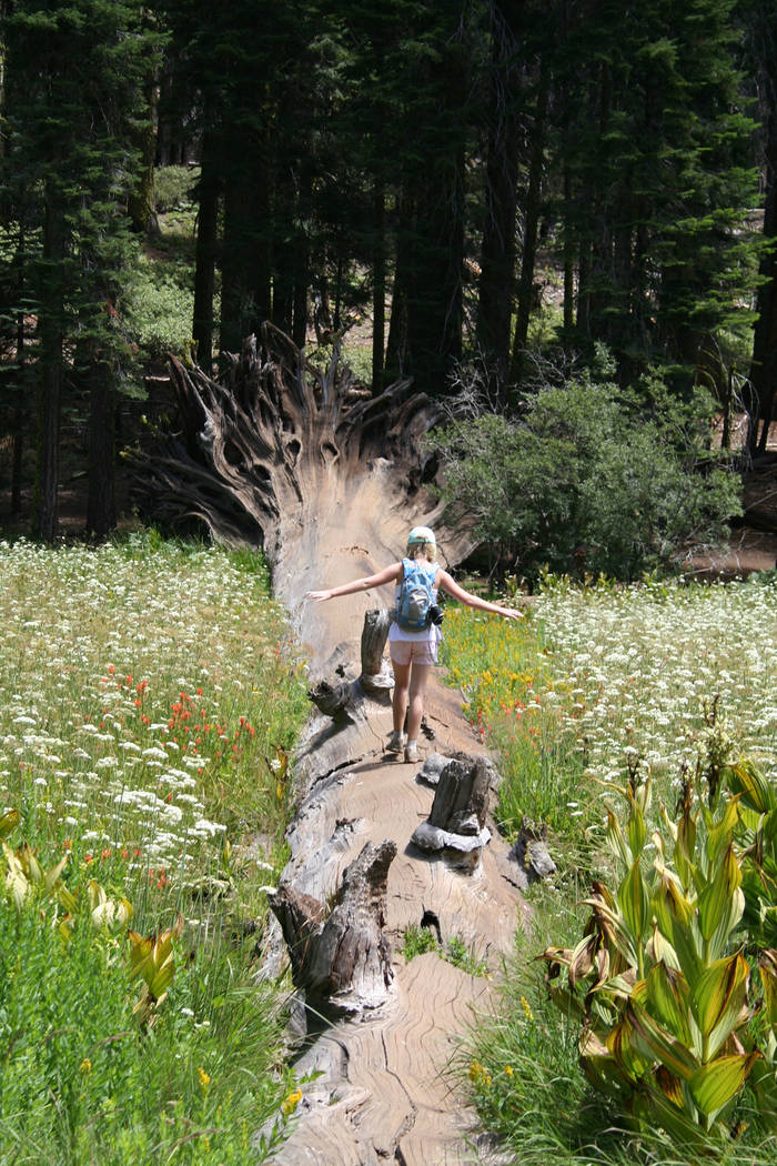 Deborah Wall A child walks across a fallen sequoia tree in Crescent Meadow in Sequoia National Park in California.