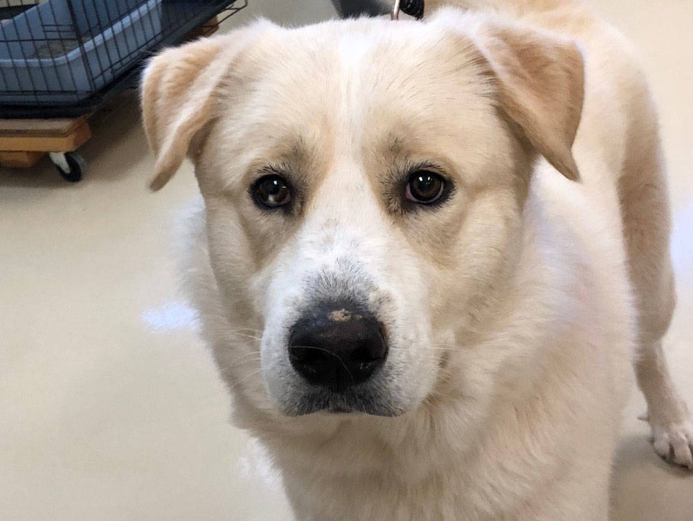 Boulder City Animal Shelter Mowgli is a 1-year-old Great Pyrenees in need of a new home. Mowgli is gentle, loving and playful. He will go to his new home neutered and fully vaccinated. For more in ...